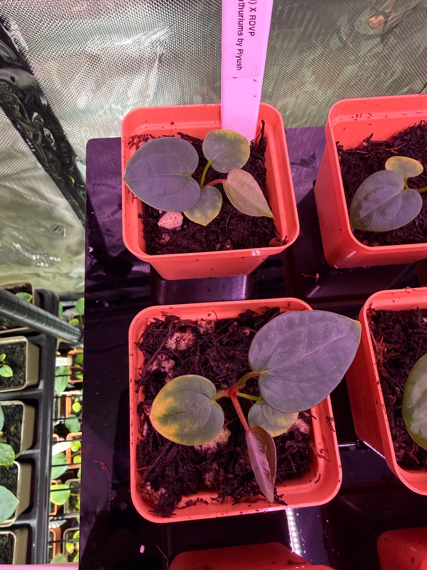 Anthurium Dark Boy X Red Vein Dark Phonix
