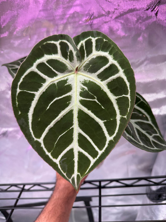 Anthurium HU Red Tiger - Electric Veins select