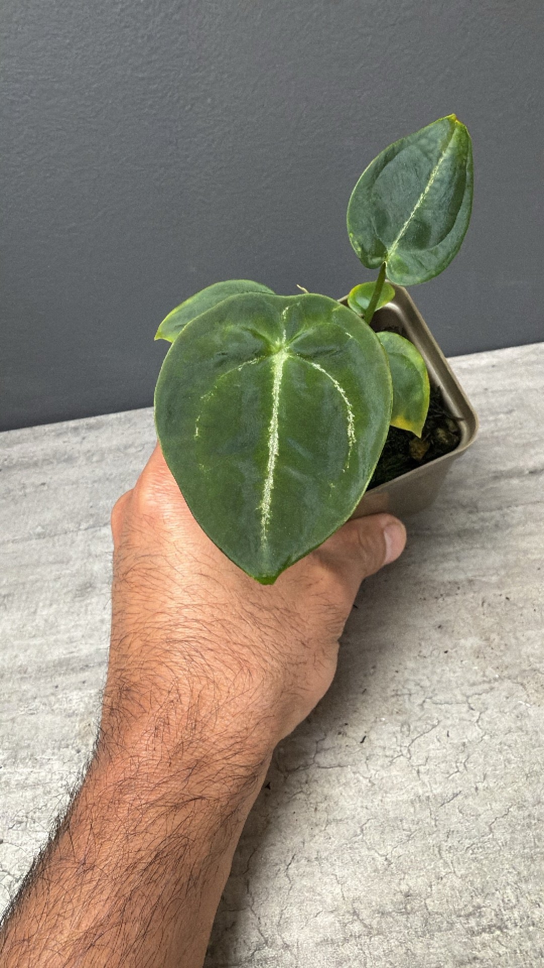 Anthurium Devil S1- Vertical Veins