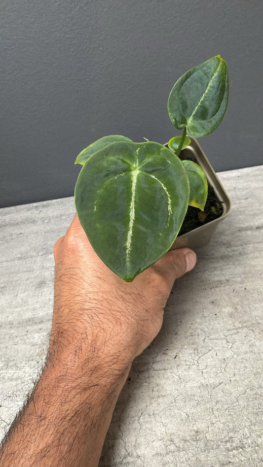 Anthurium Devil S1- Vertical Veins