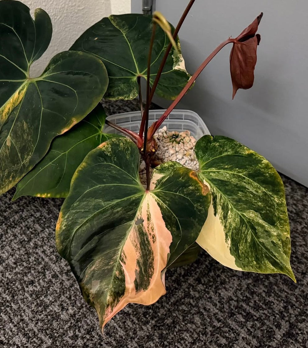 Kevin - Variegated Indo Port X Pink Lemonade S1 Variegated Seedling