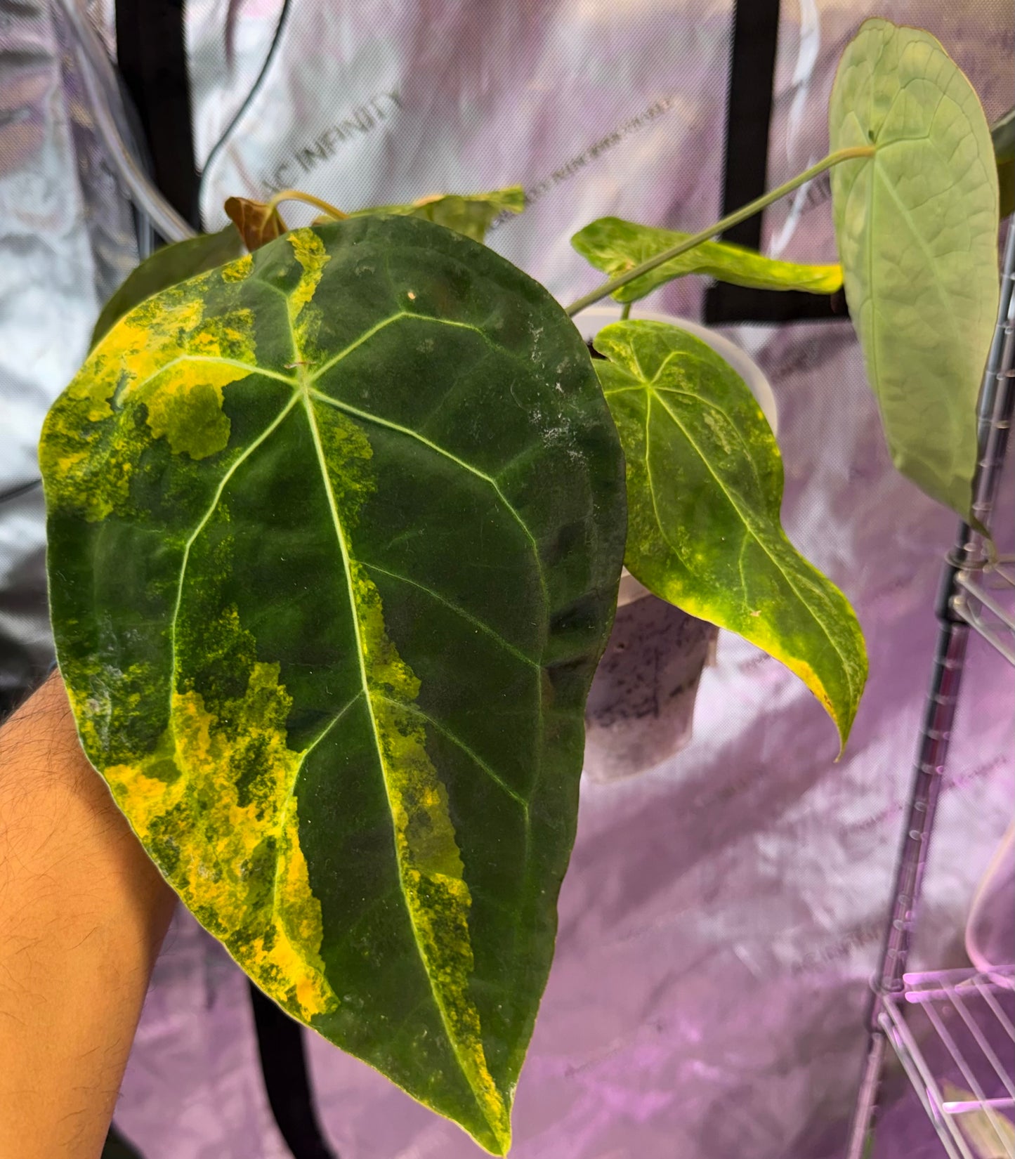 Variegated Anthurium Forgetti