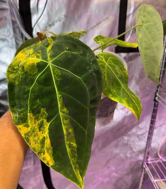 Variegated Anthurium Forgetti