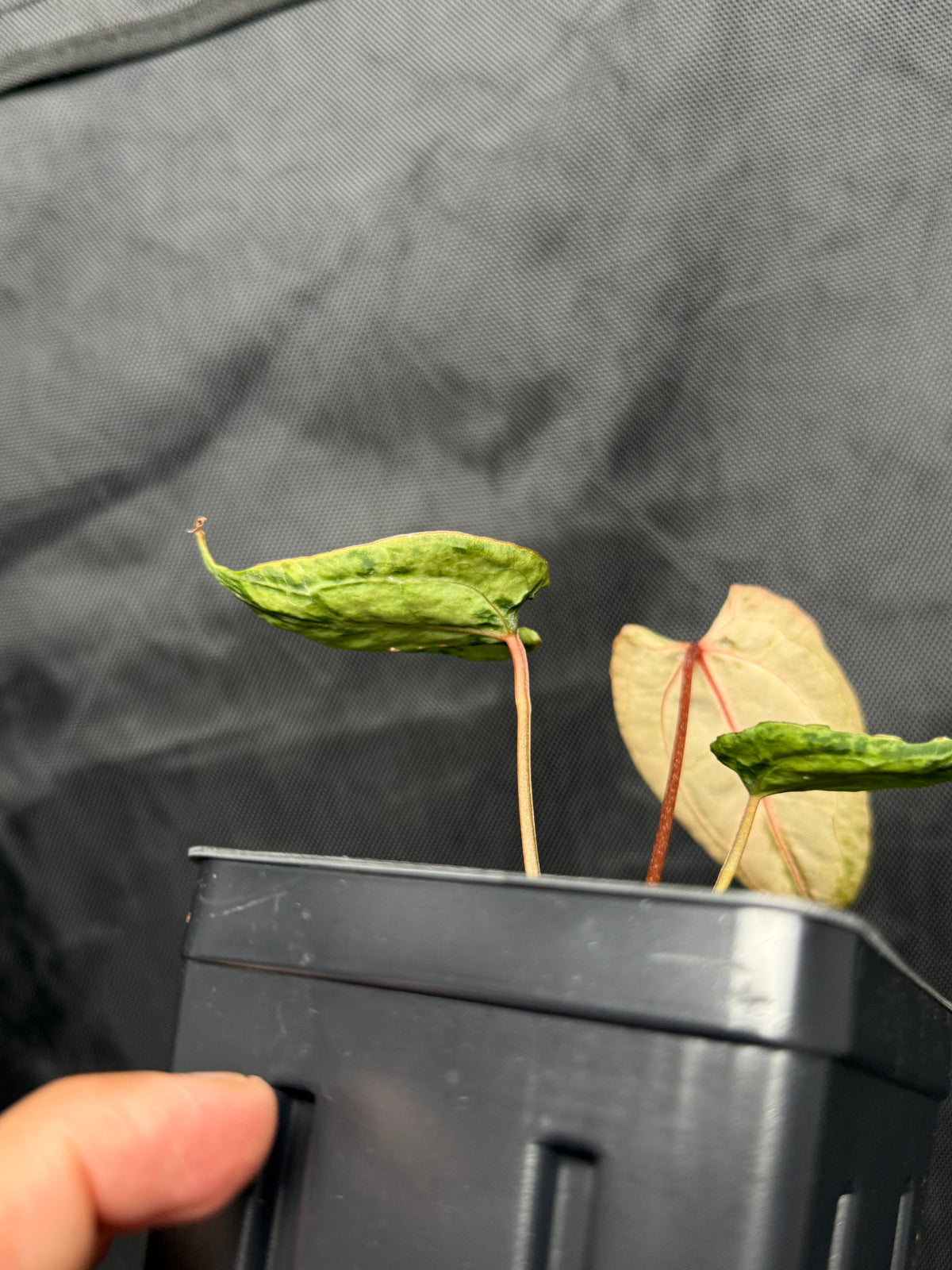 Anthurium (Muchlis x RC) X HU Red Tiger