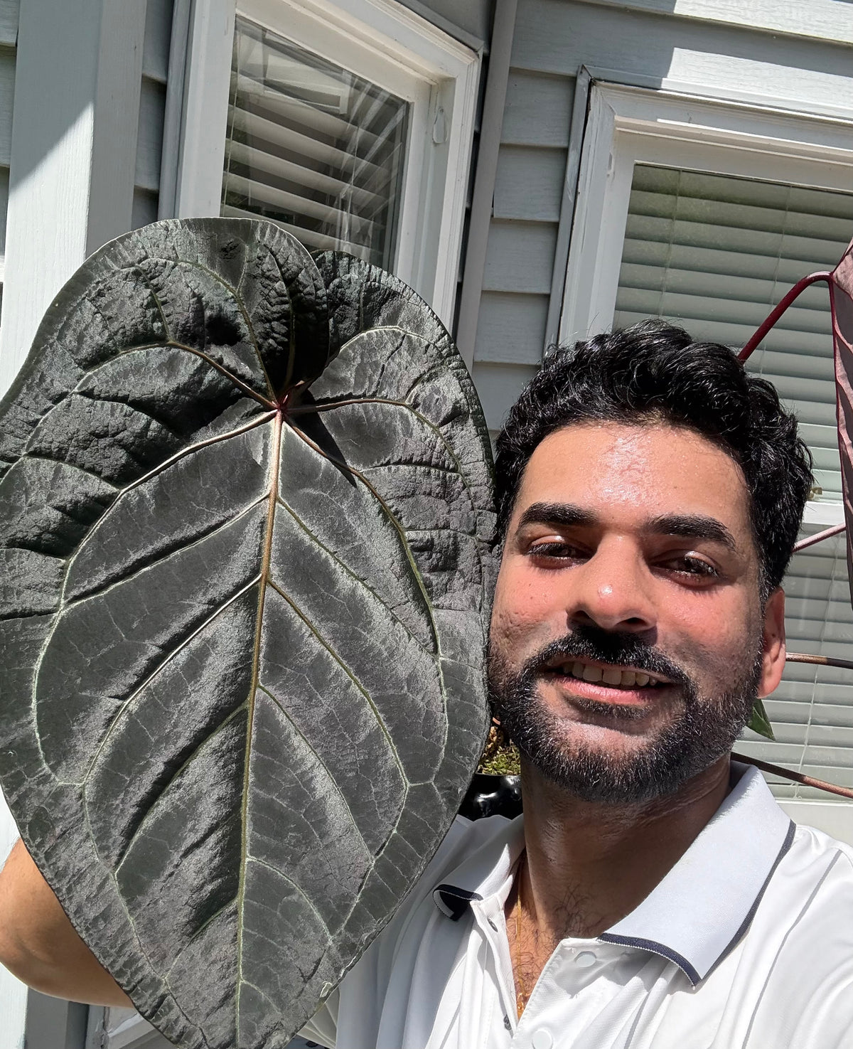 Anthurium (Kunayalense X SP Nov Df) X Dark Boy - Seedling