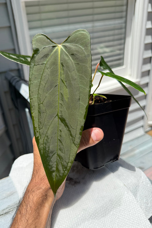Anthurium Dagger Port-Select B