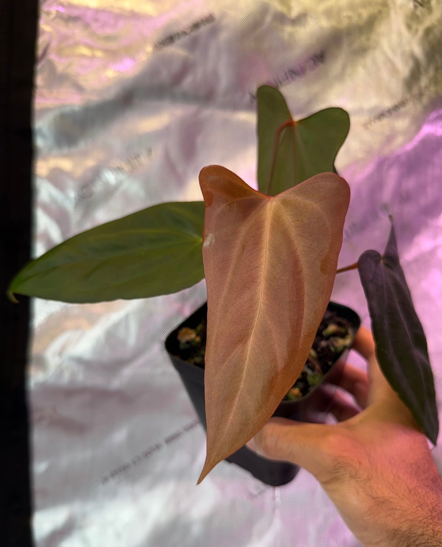 Anthurium Dagger Port-Select C