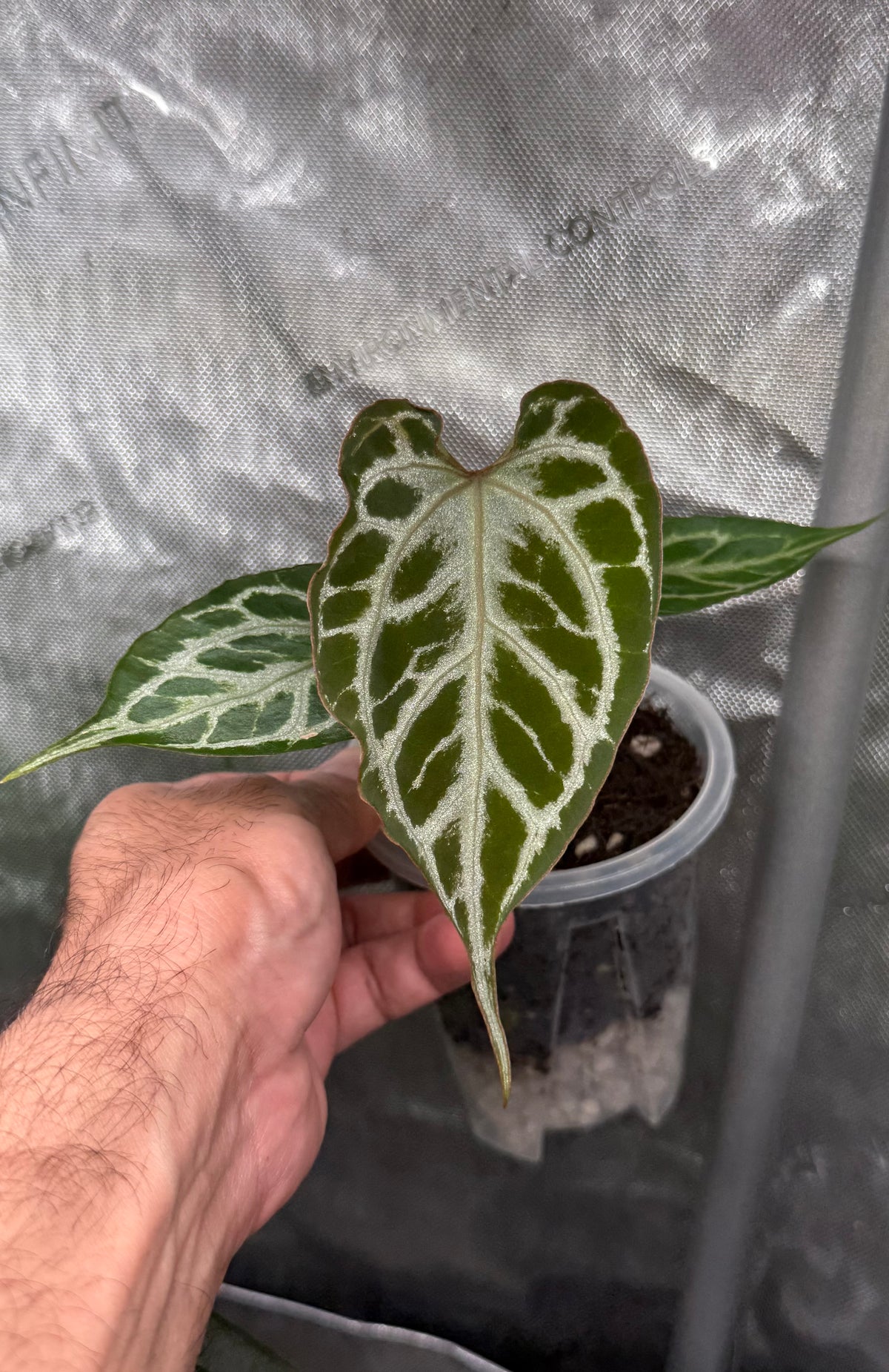 Anthurium (Muchlis x RC) X HU Red Tiger -Select