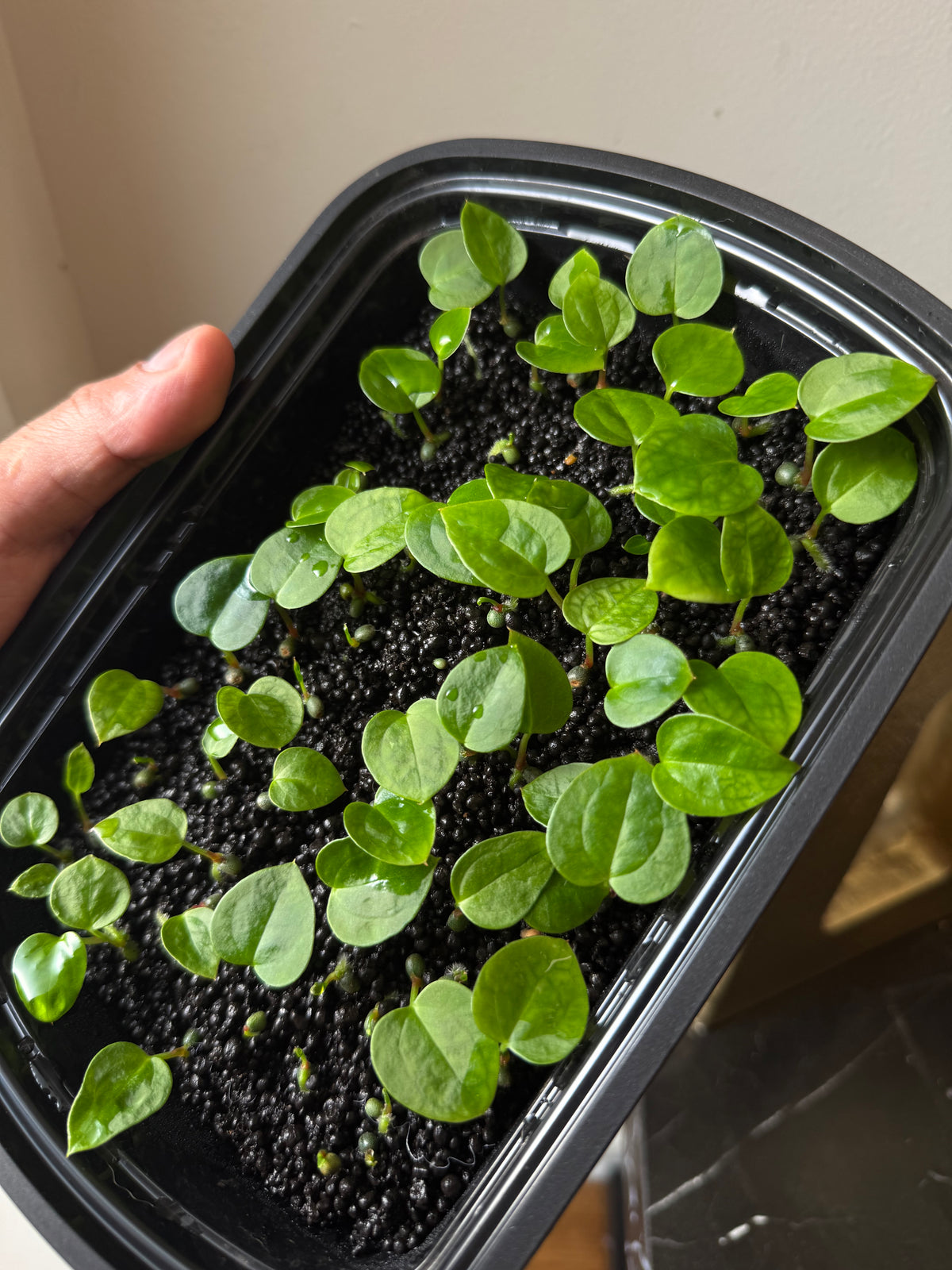 Anthurium (Kunayalense X SP Nov Df) X Dark Boy - Seedling