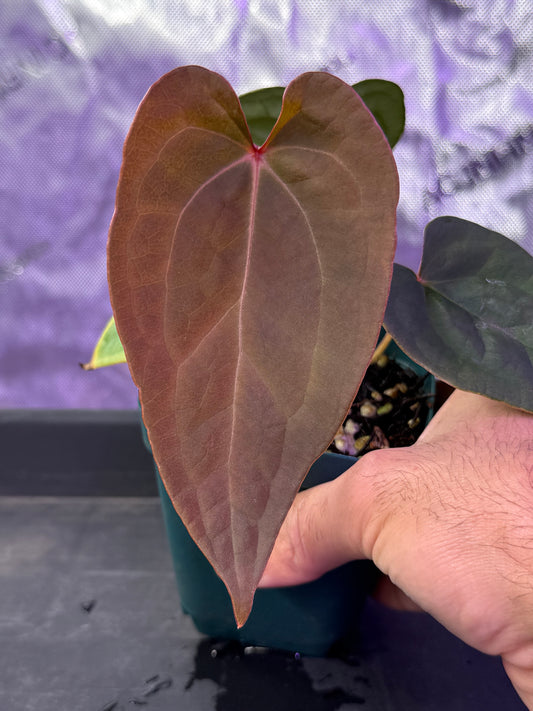 Anthurium (Forgetti x Luxurians) X Demon - Select D