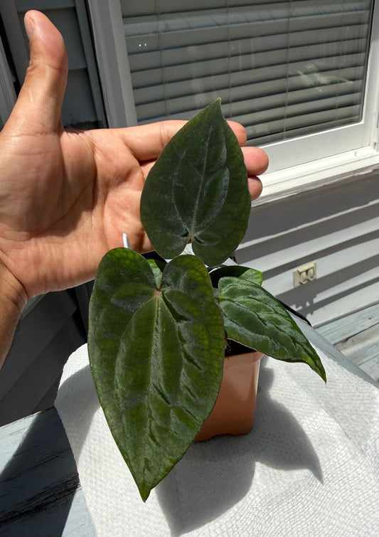 Anthurium (Dress Carla x Dress BVEP) X BVEP - Select C