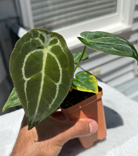 Anthurium RhinoSkin x Devil - Super Select