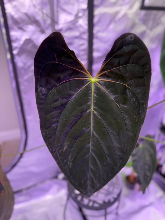 Anthurium Mystic X Ralphlynam Open Pollinated - Select Red Veins Plant