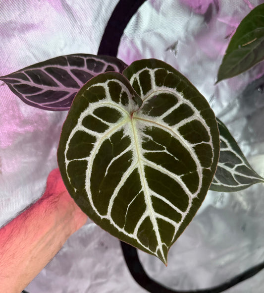 Anthurium HU Red Tiger - Select D