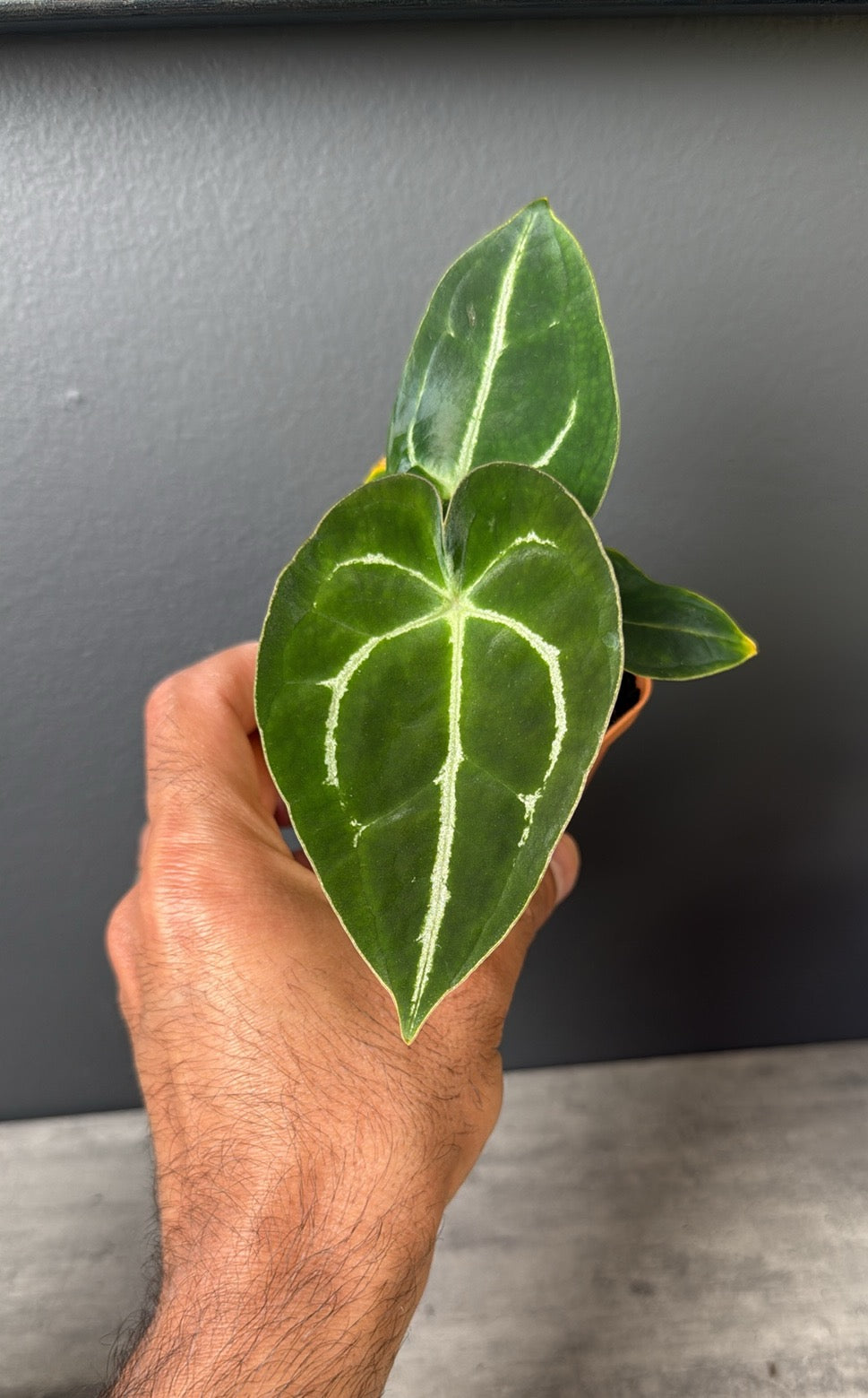 Anthurium Demon x Devil Select B
