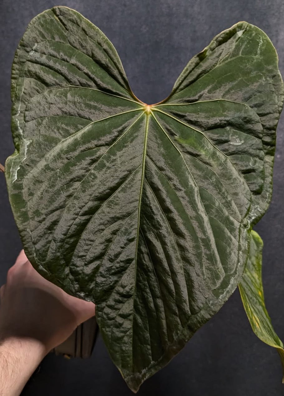Set of 2 Anthurium (Kunayalense X SP Nov Df) X Dark Boy - Germinated Seeds