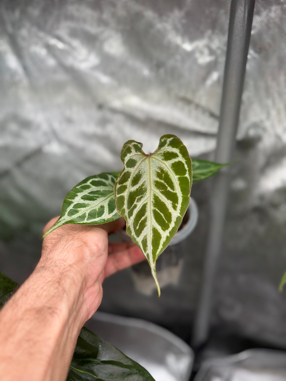 Anthurium (Muchlis x RC) X HU Red Tiger -Select
