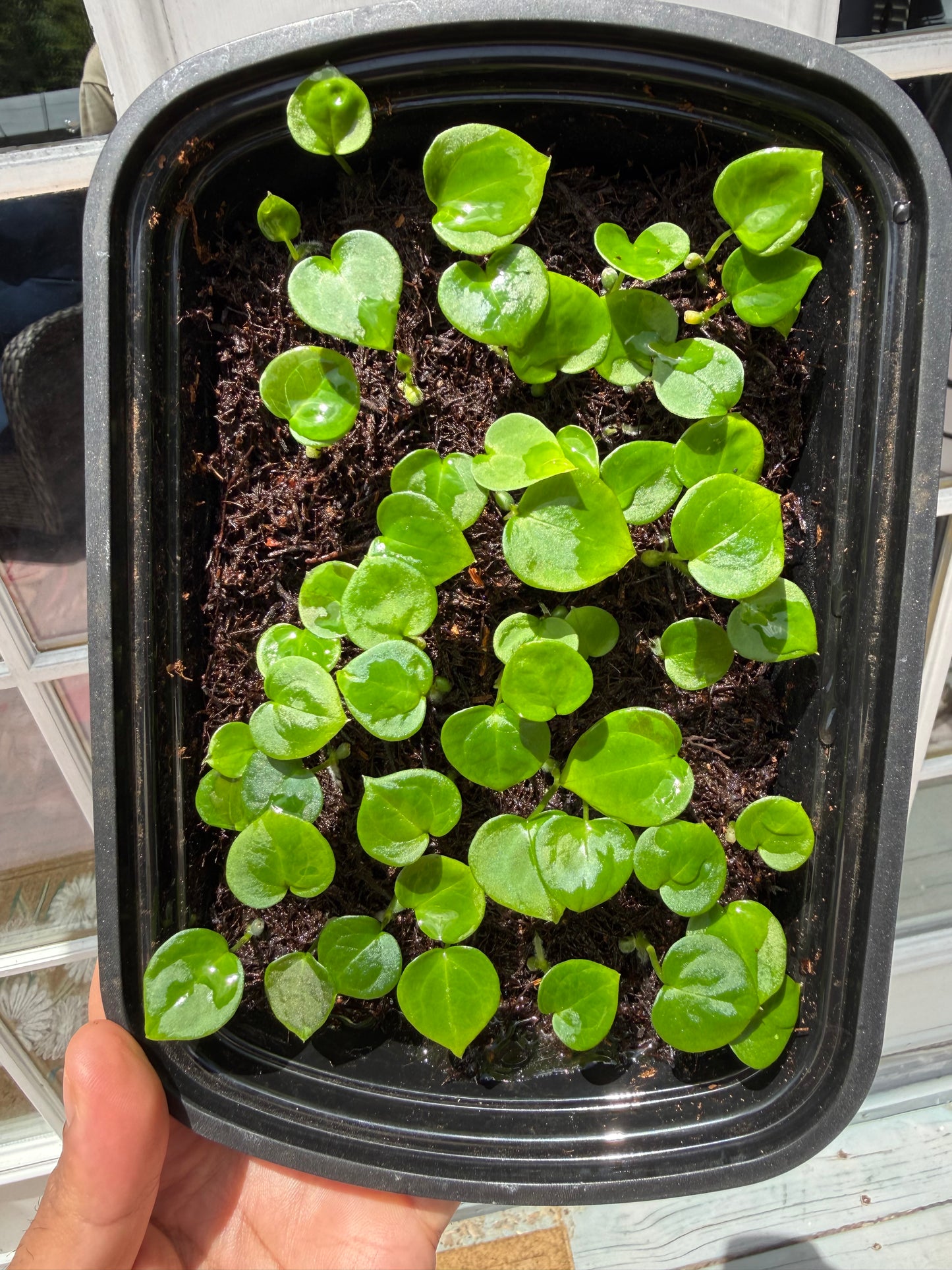 Set of 2 Anthurium (RhinoSkin x Variegated Forgetti)- Seedlings