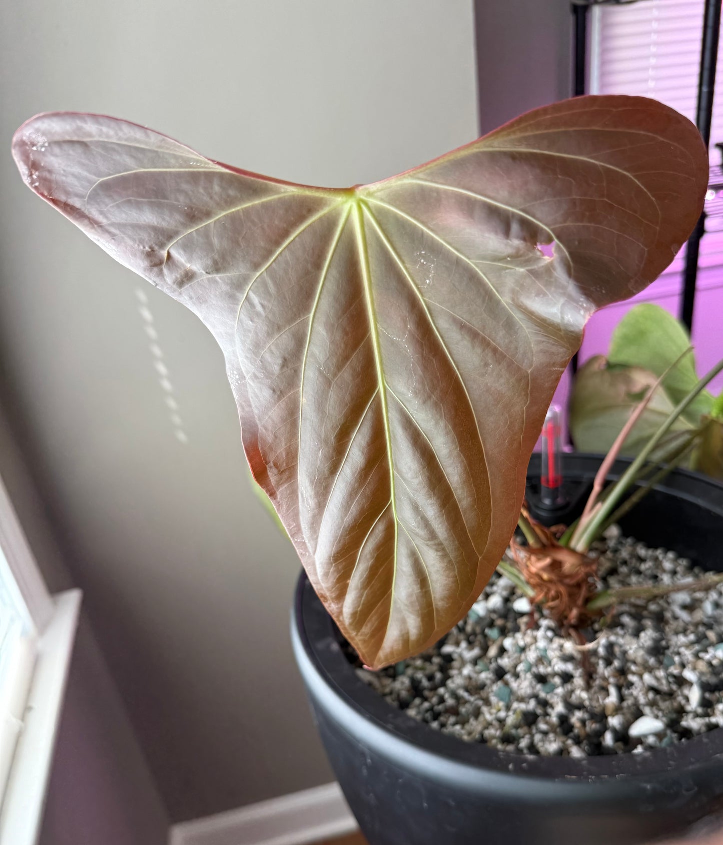Anthurium Dagger Port-Select A