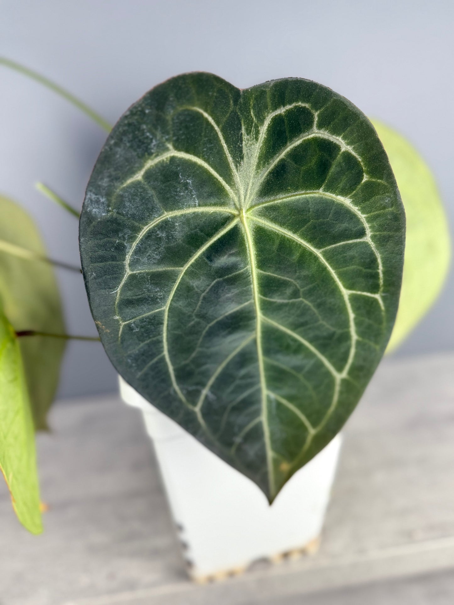 Set of 2 Anthurium (RhinoSkin x Variegated Forgetti)- Seedlings