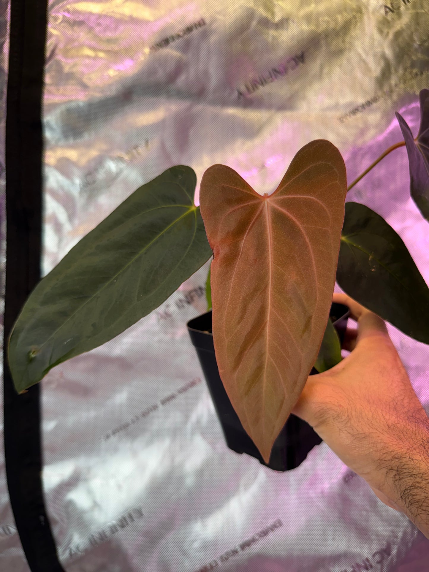 Anthurium Dagger Port-Select E