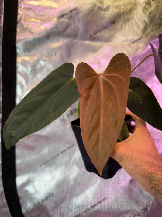 Anthurium Dagger Port-Select E