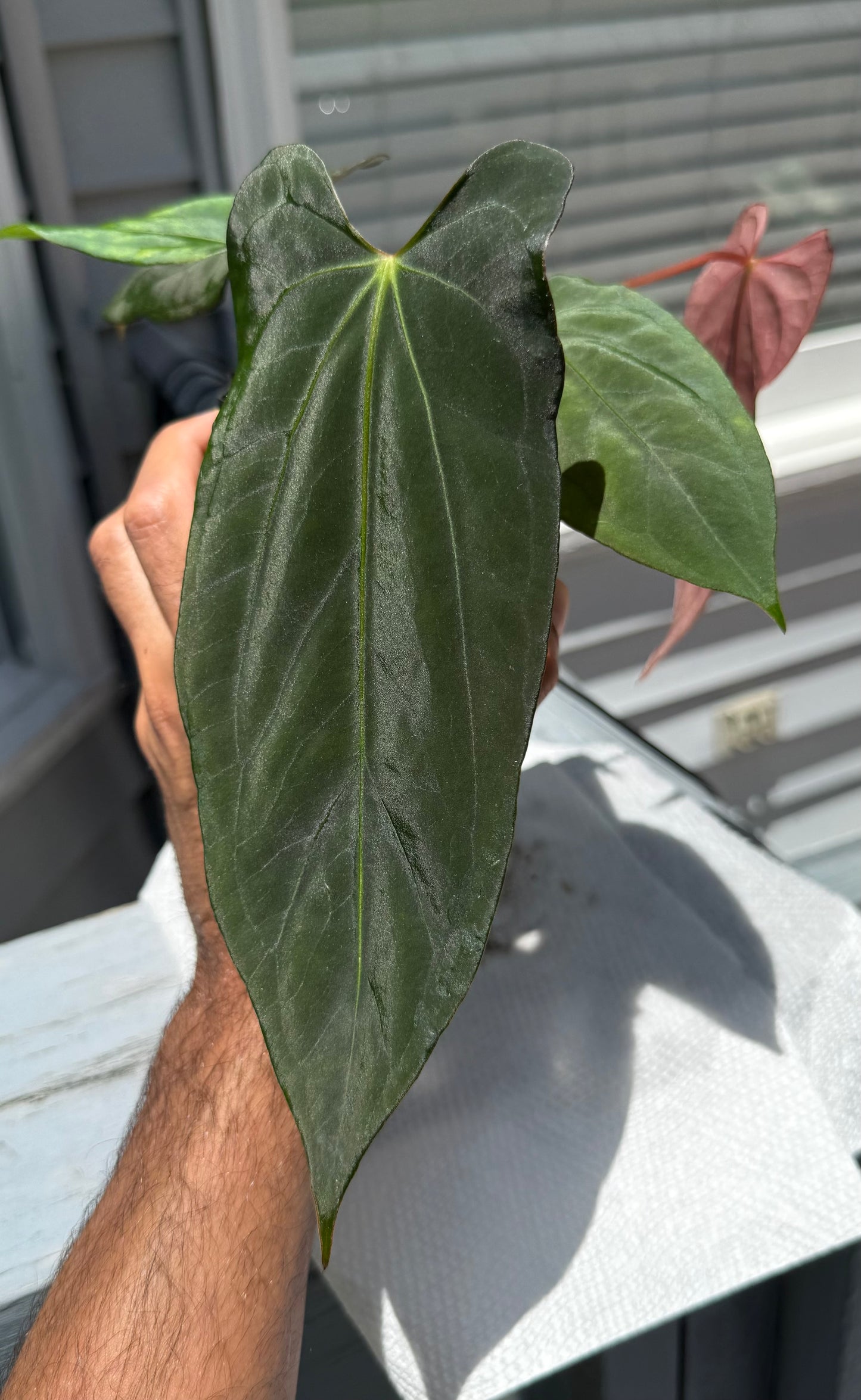 Anthurium Dagger Port-Select A
