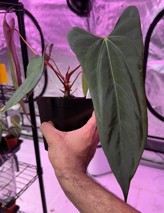 Anthurium Dagger Port-Select A