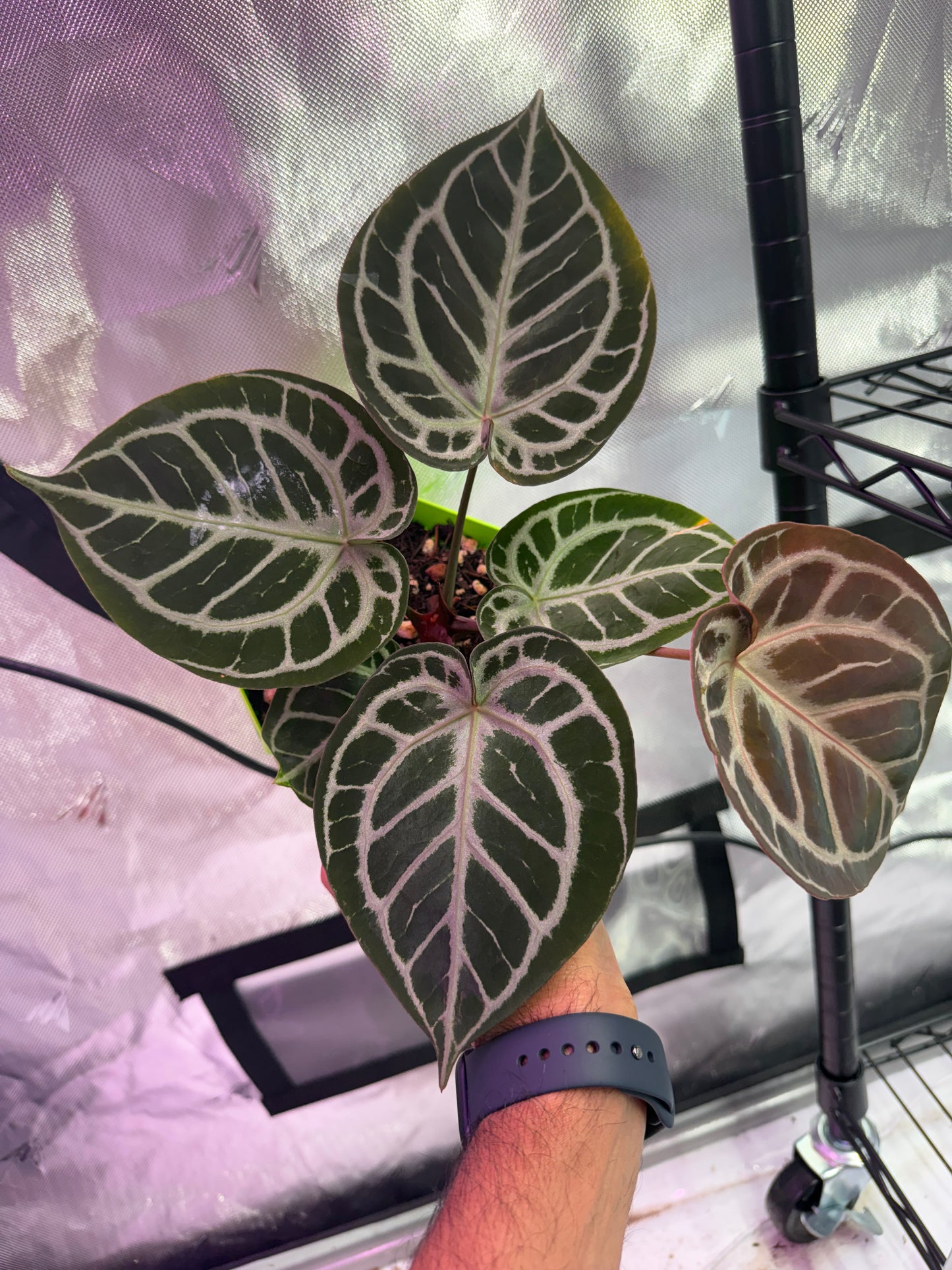 Anthurium HU Red Tiger - Select A