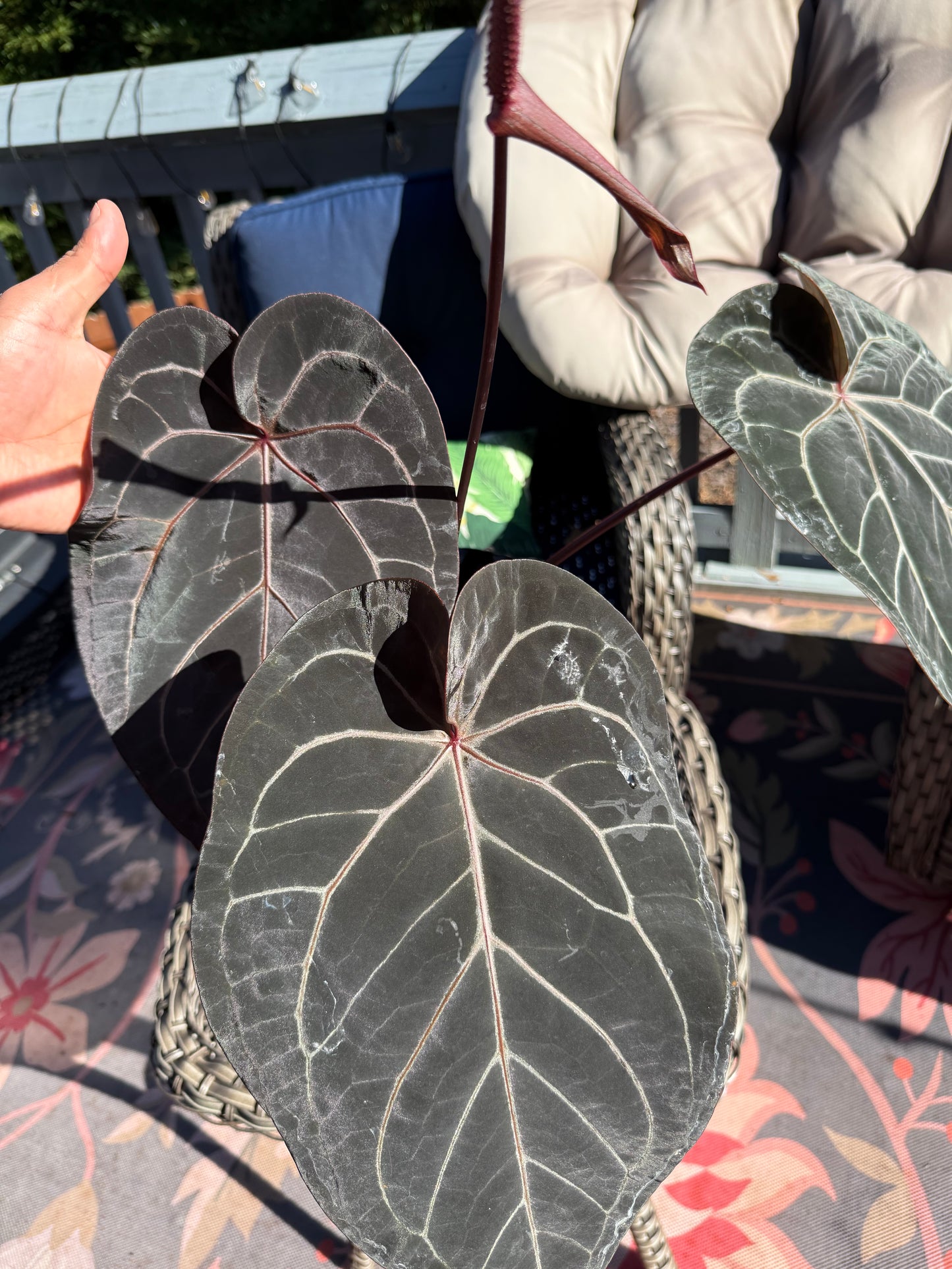 Anthurium Dark Boy X Red Vein Dark Phonix