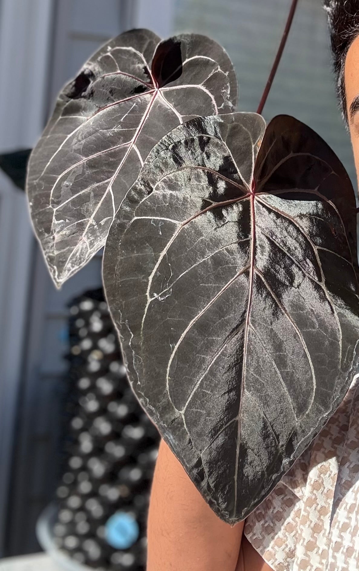 Anthurium Dark Boy X Red Vein Dark Phonix