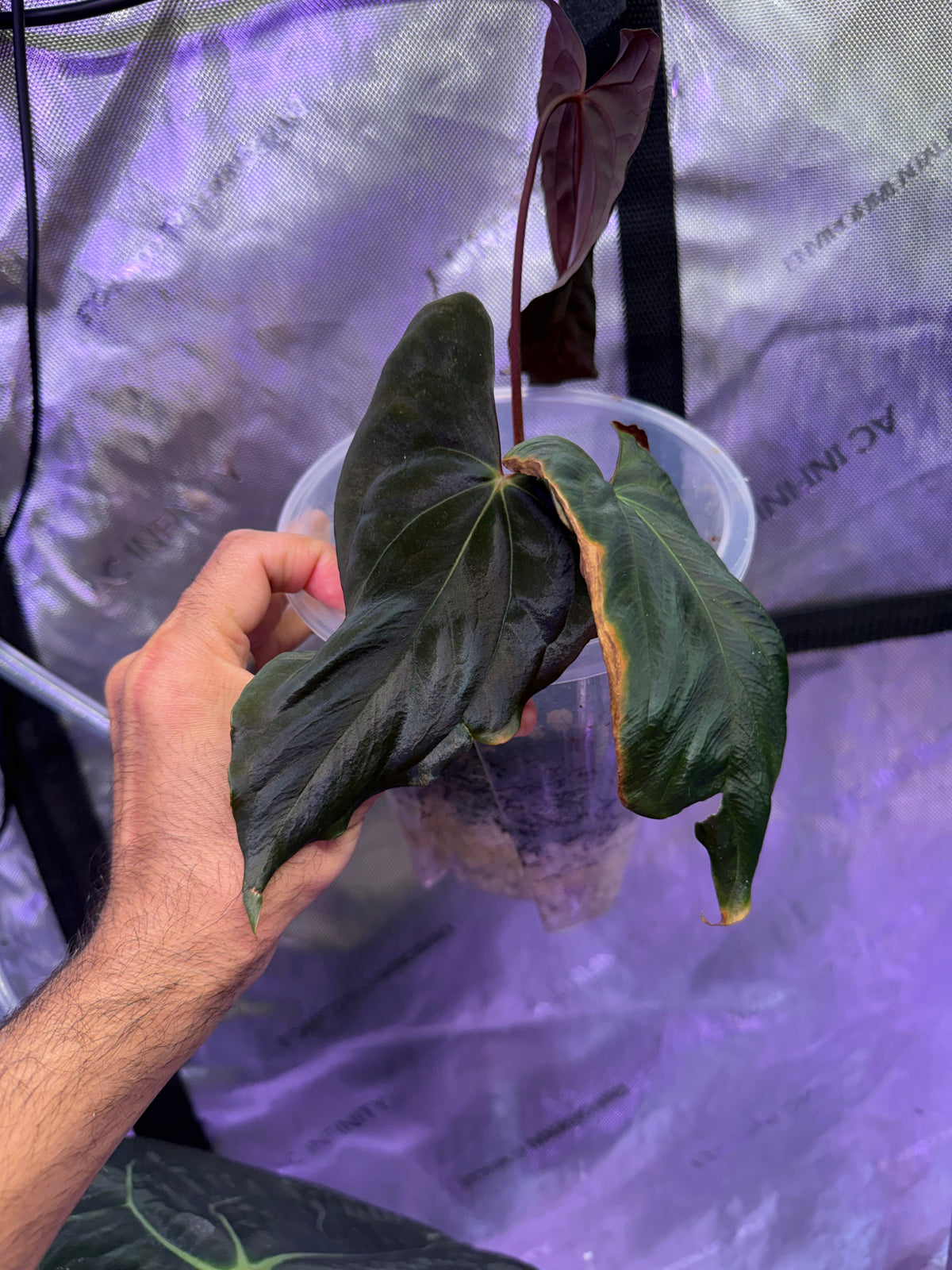 Anthurium Custom Order for Noah