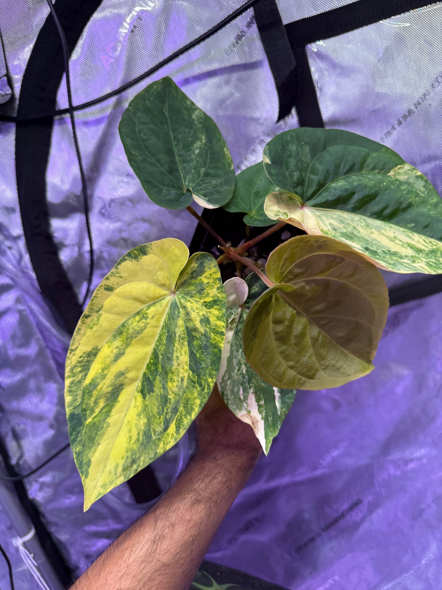 Varigated Anthurium Papillilaminum X (Dressleri Rg x Windy) by Moses
