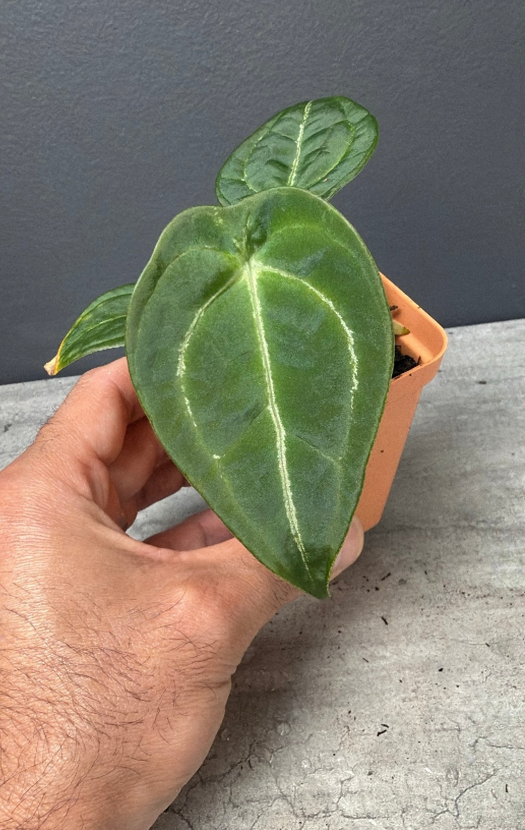 Anthurium RhinoSkin x Devil - Vertical Veins