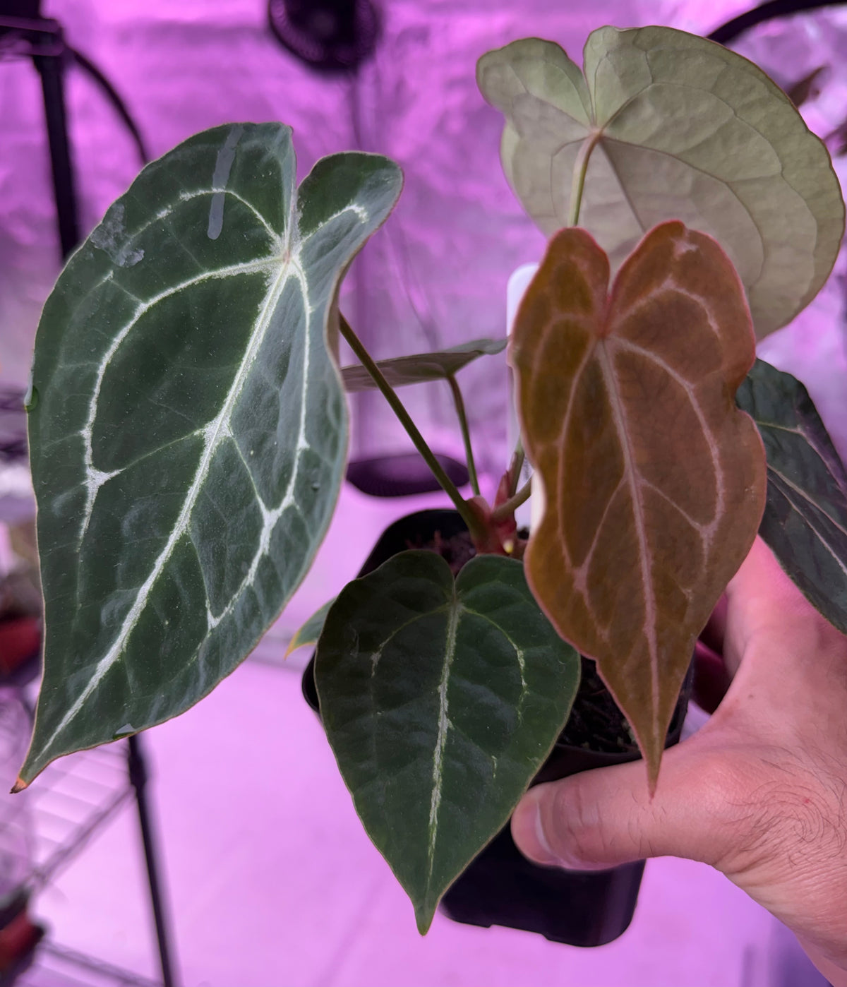 Anthurium Demon S1 - Select B