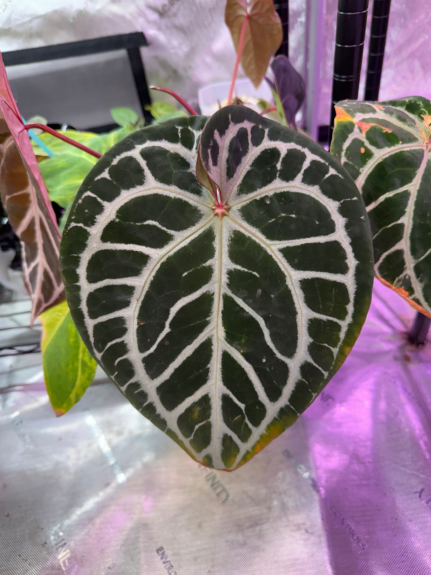 Anthurium Pink Lemonade S1 X Demon