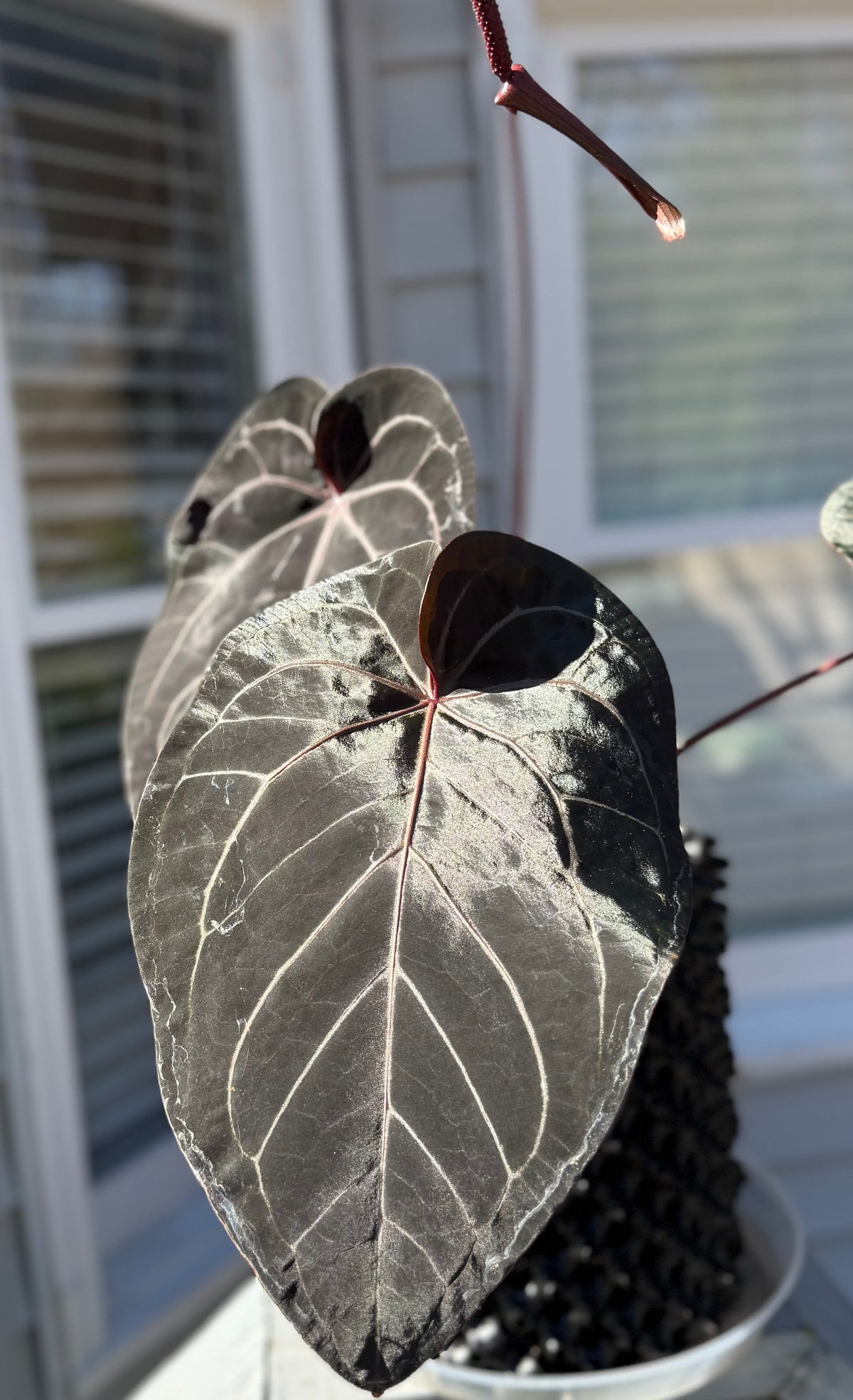 Anthurium Custom Order for Noah