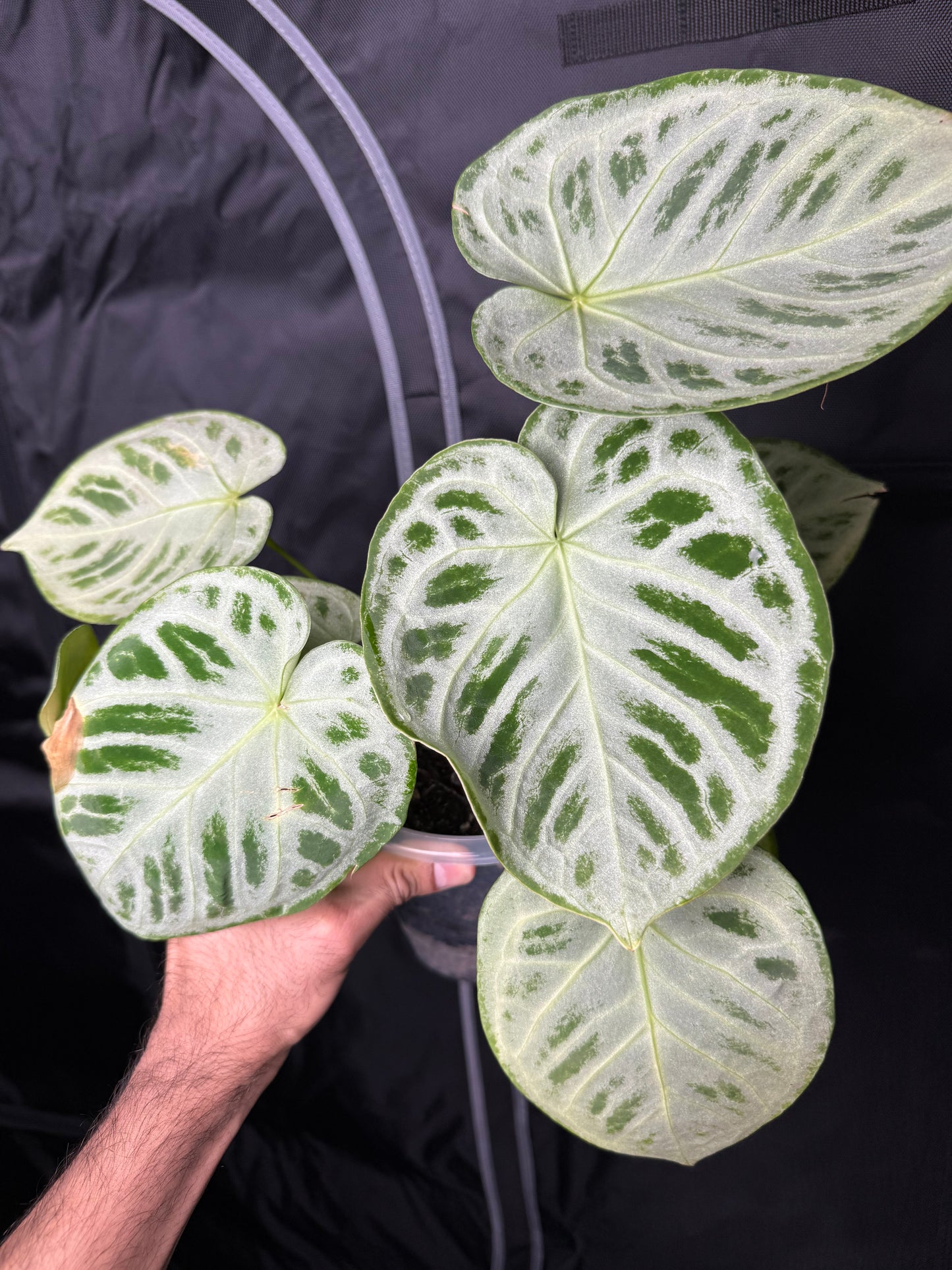 Anthurium Dorayaki X SilverBlush