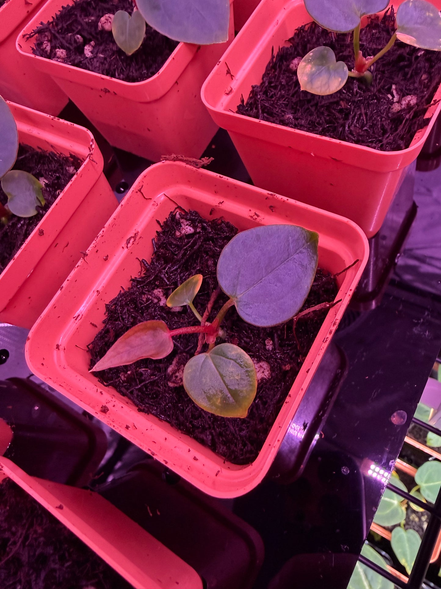 Anthurium Dark Boy X Red Vein Dark Phonix