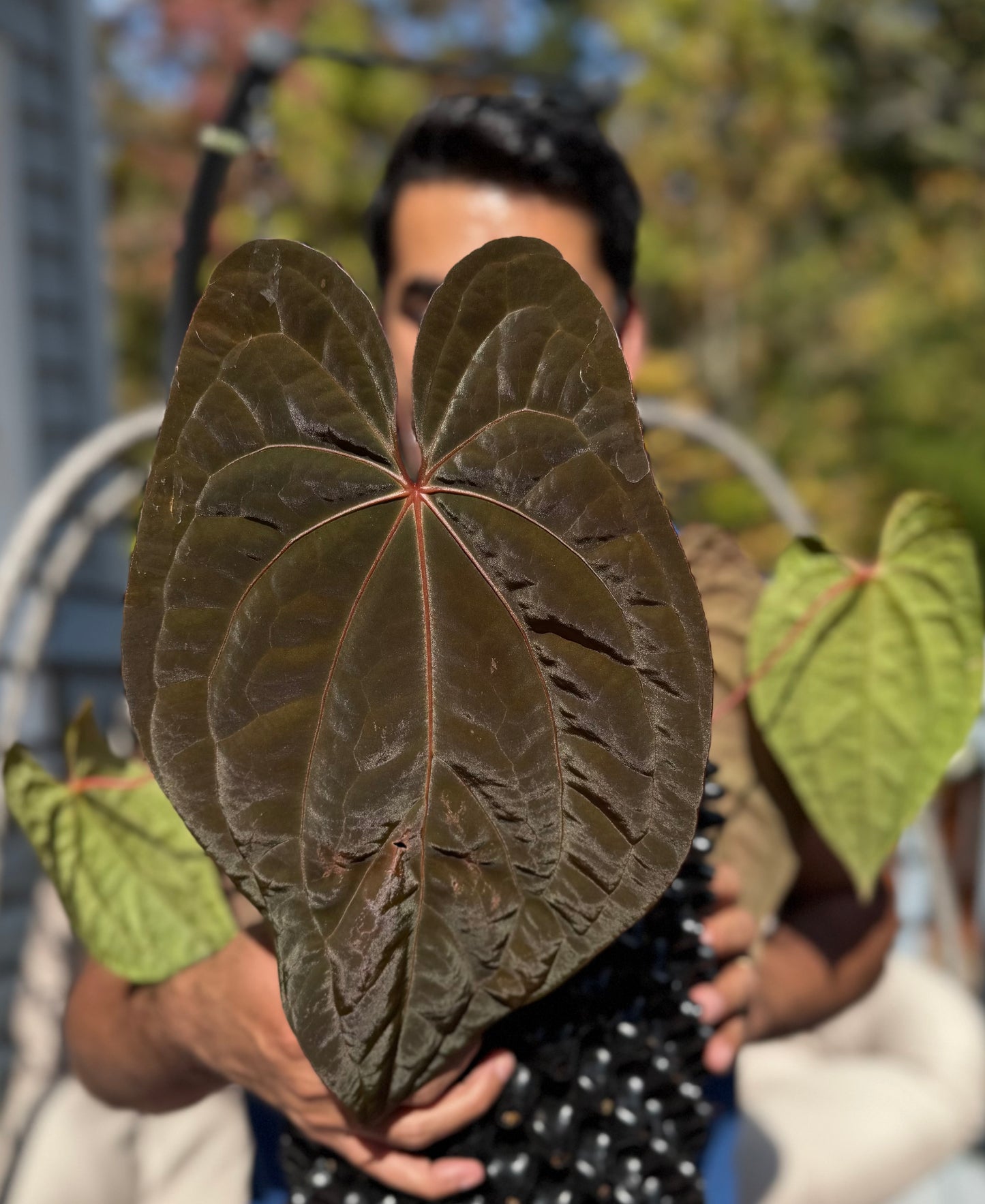 Set of 2 - Anthurium RDVP S1