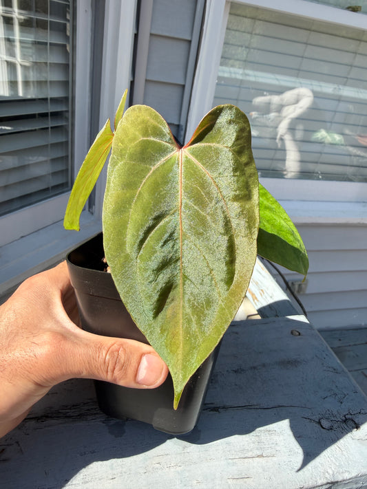Anthurium Mystic X Ralphlynam Open Pollinated - Select Red Veins Plant