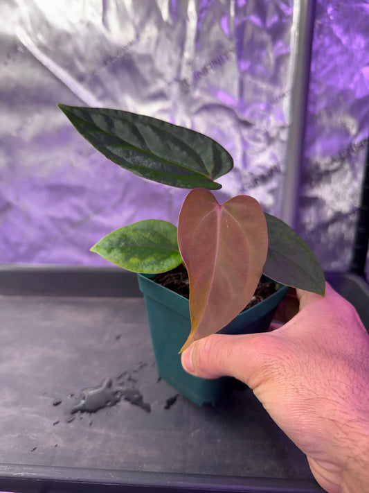 Anthurium (Mystic X Ralphlynam) X Mr Worldwide - Select