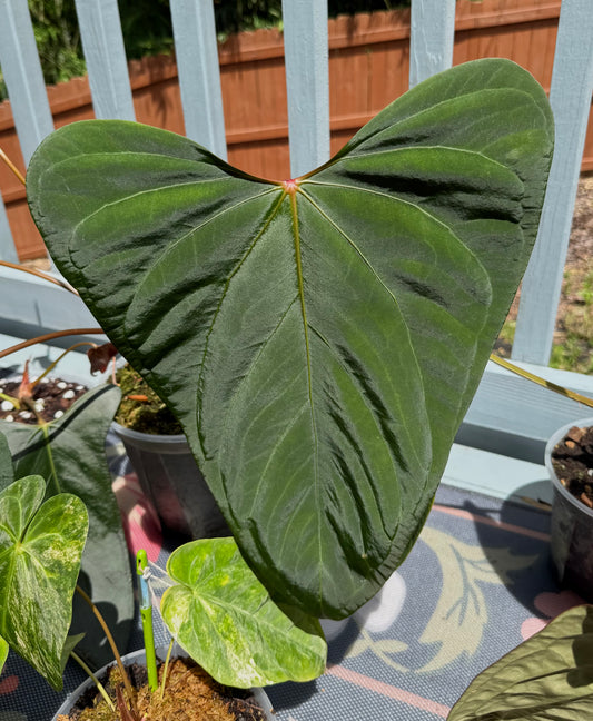 Anthurium Mr Worldwide S1 Select