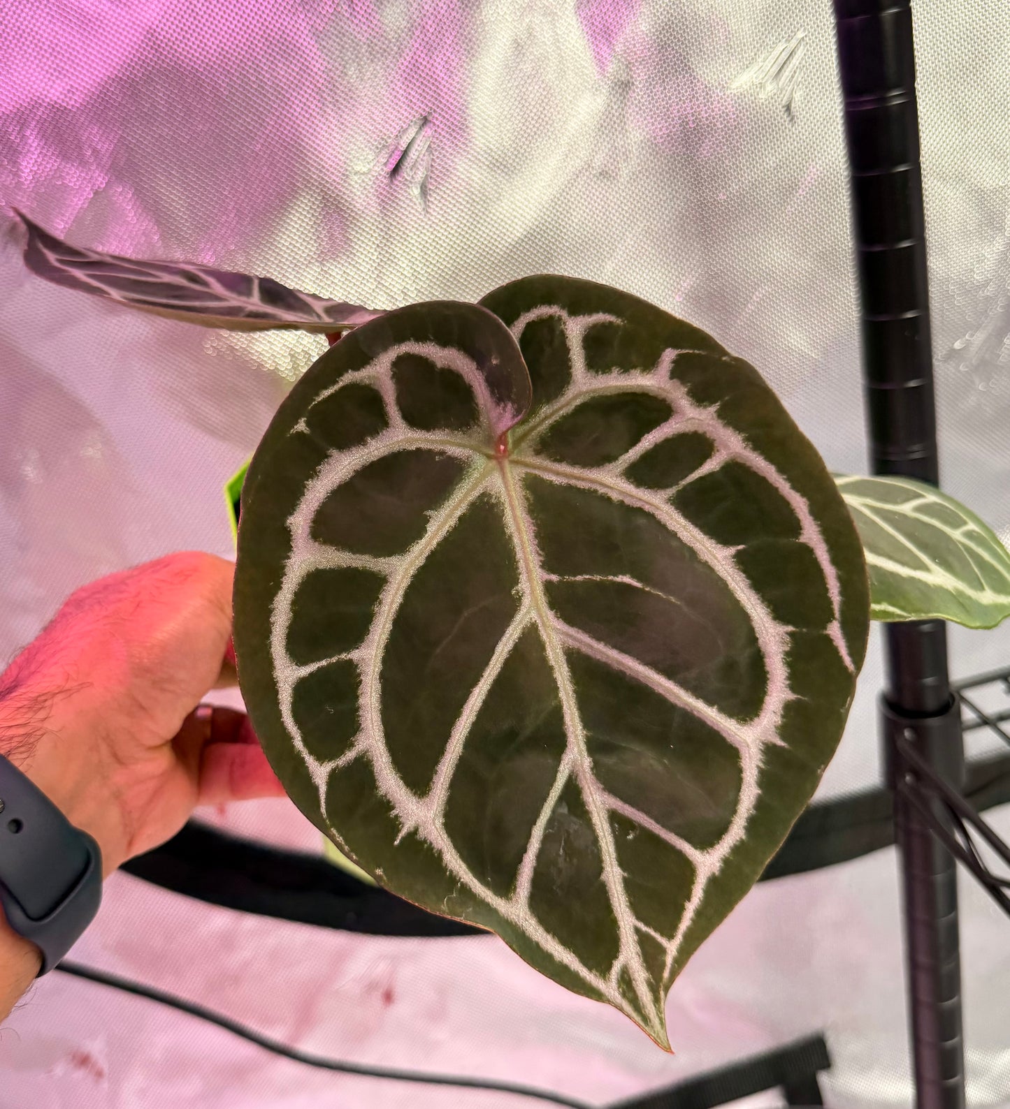 Anthurium HU Red Tiger - Select B
