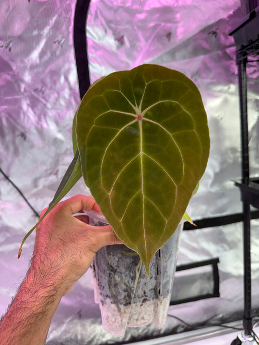 Anthurium Red Spider - In Cataphyll