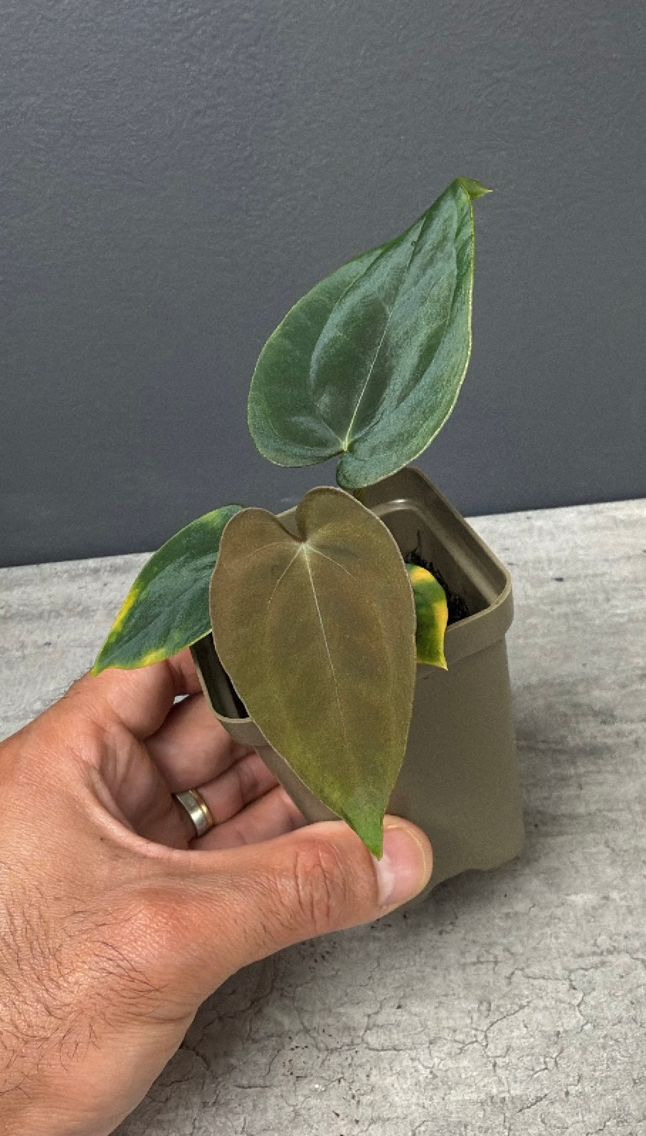 Anthurium papillilaminum 'Guna Yala' x Devil Select B
