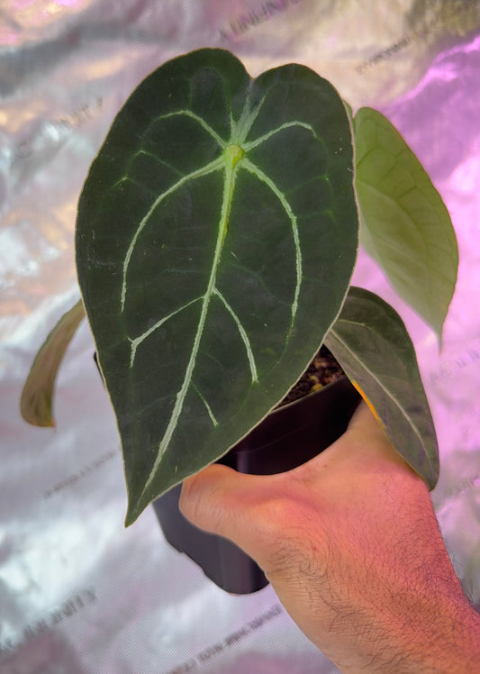 Anthurium Demon x Devil Select