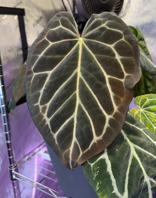 Anthurium Black Widow Michelle X Self