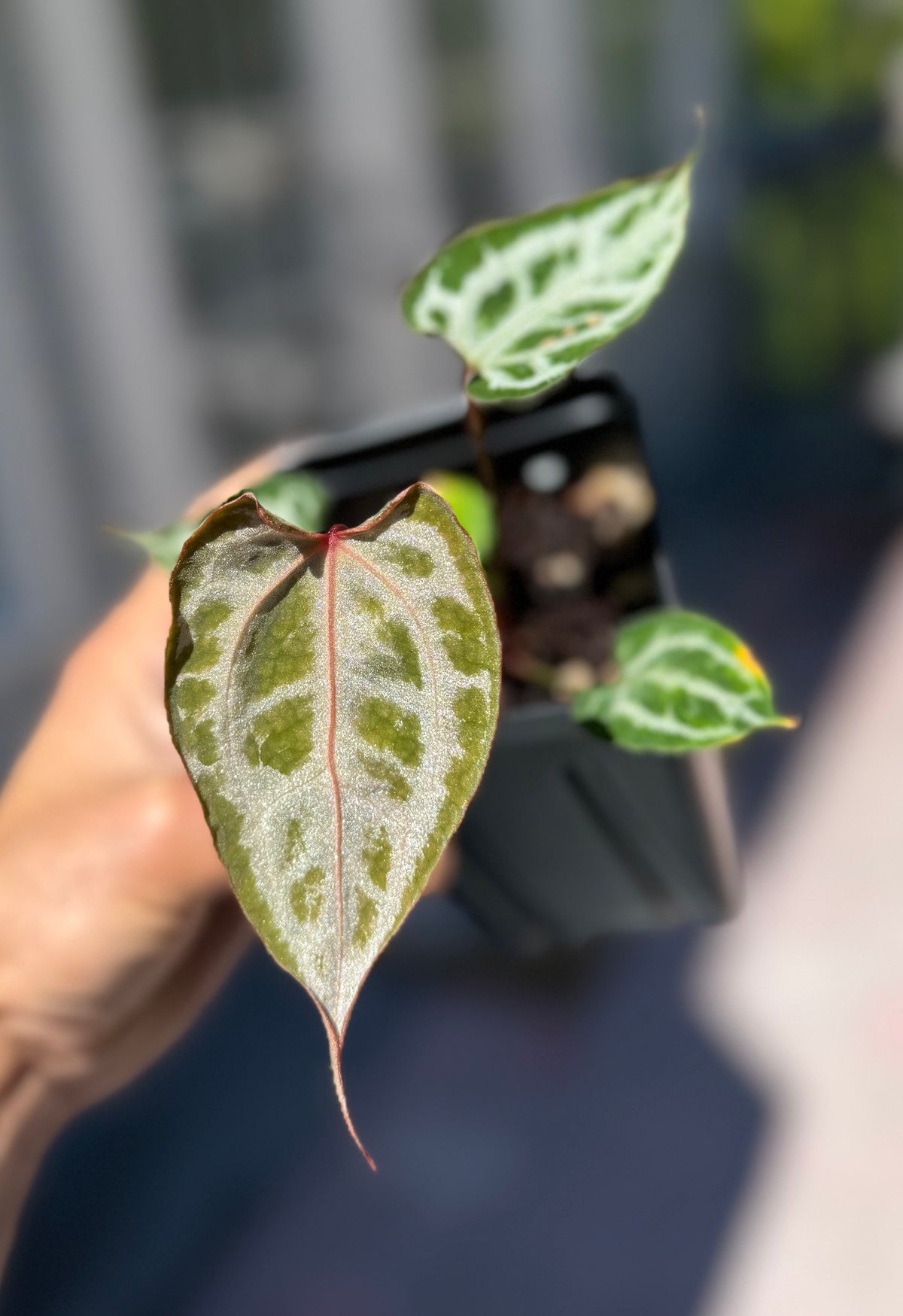 Anthurium (Muchlis x RC) X HU Red Tiger
