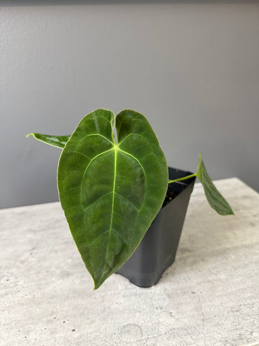 Anthurium papillilaminum 'Guna Yala' x Devil Select C